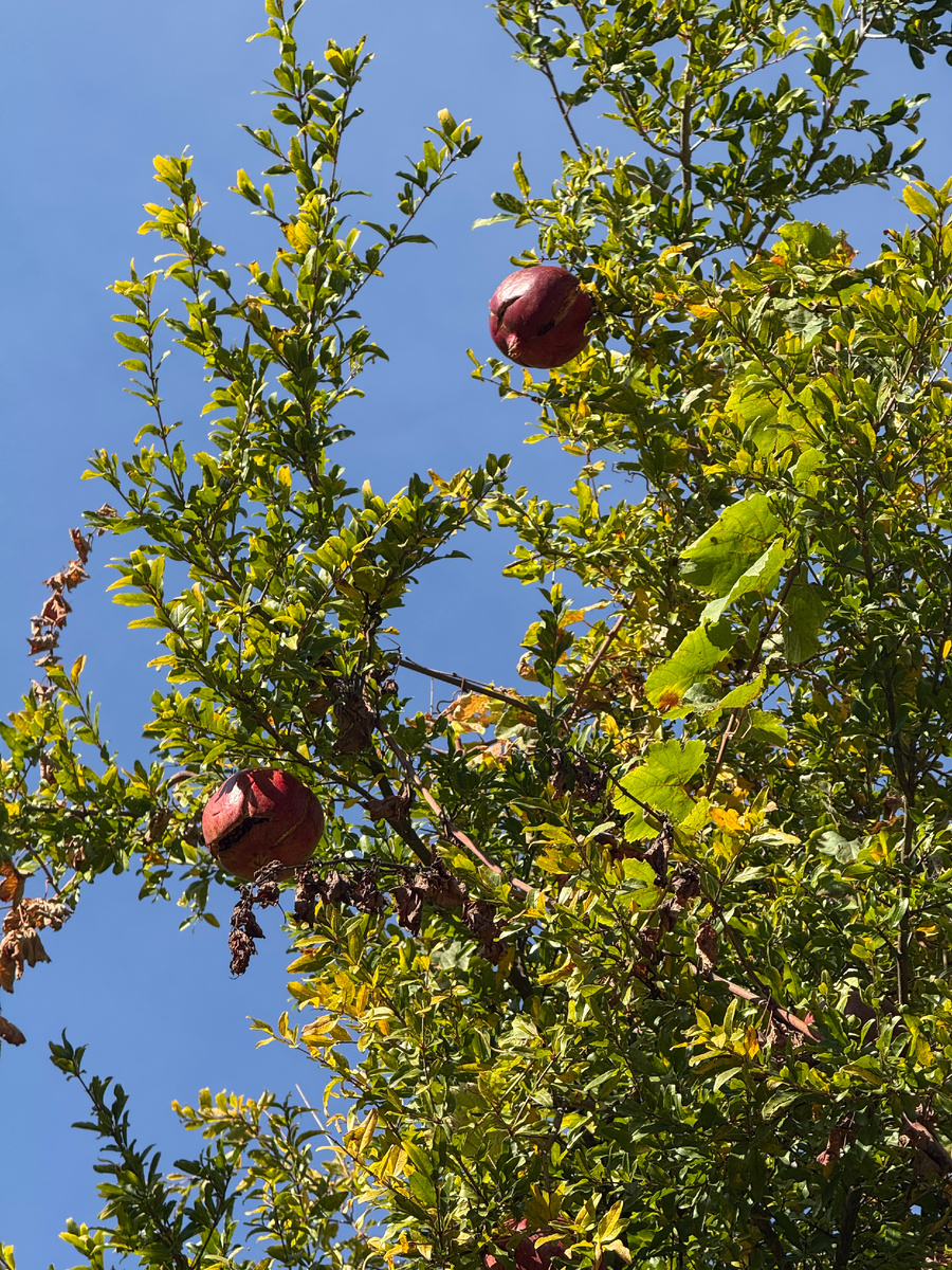 От спелости гранаты трескаются и падают на землю
