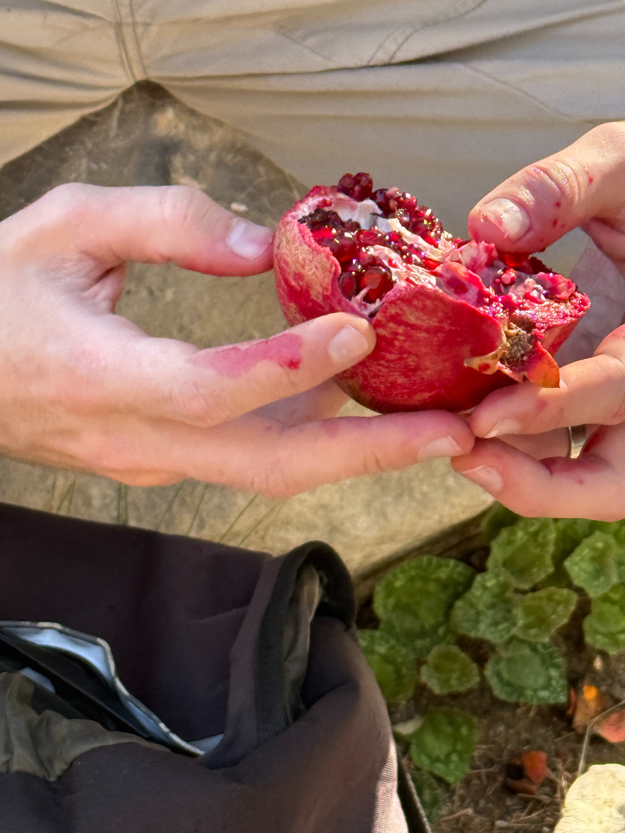 Перекус сладкой добычей