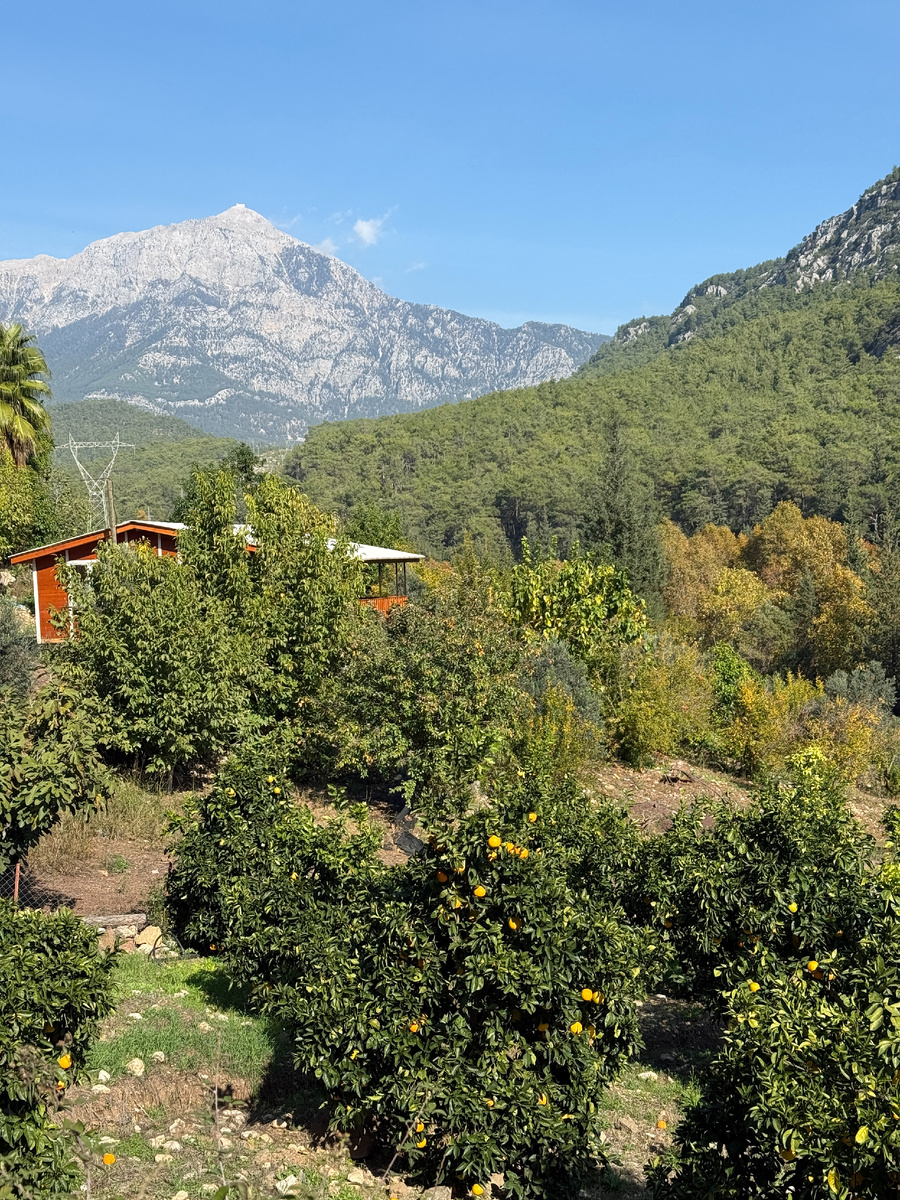 Все усыпано апельсинами