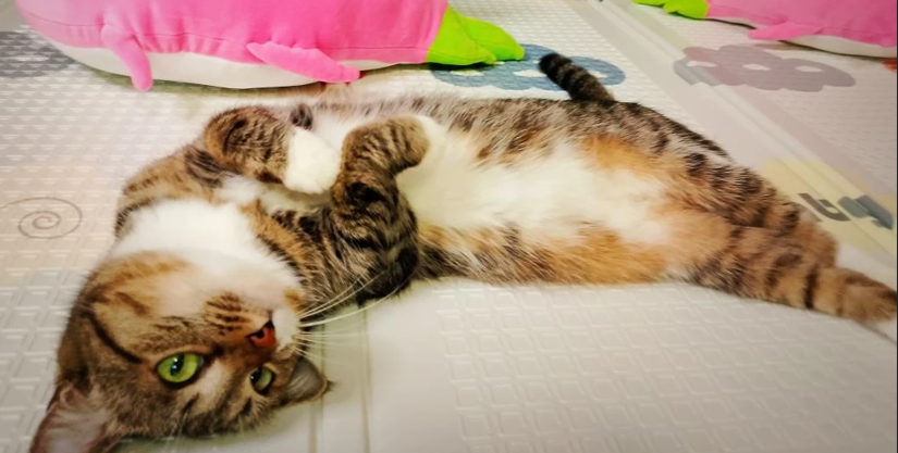 Хищеныщ и когтехищ