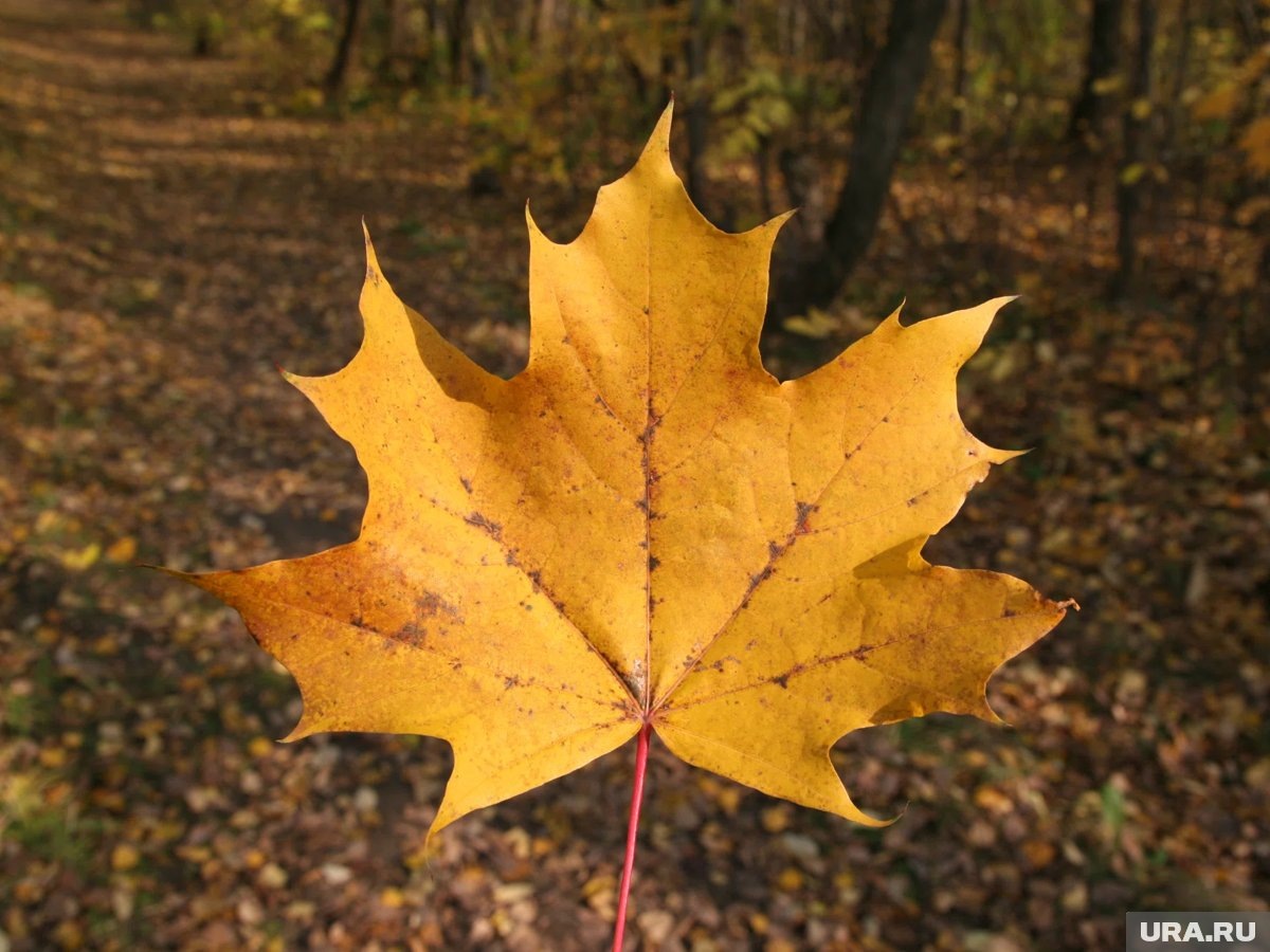     В России с 1 марта вступил в силу федеральный закон, согласно которому нельзя выращивать инвазивные виды растений, в частности, американский клен