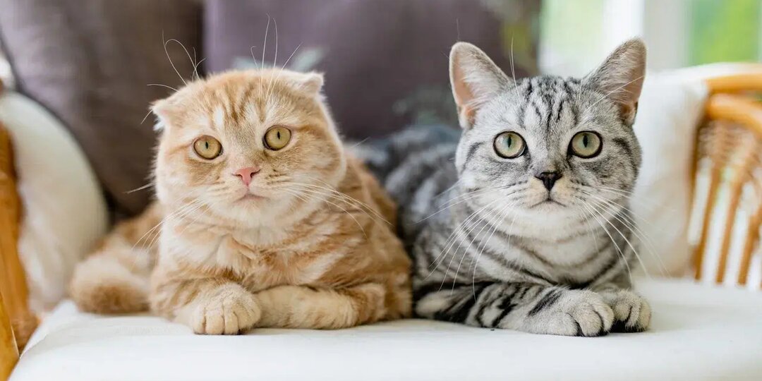 Протоиерей Первозванский: кошки после смерти не попадают в рай