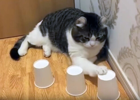 Меняем элементы местами