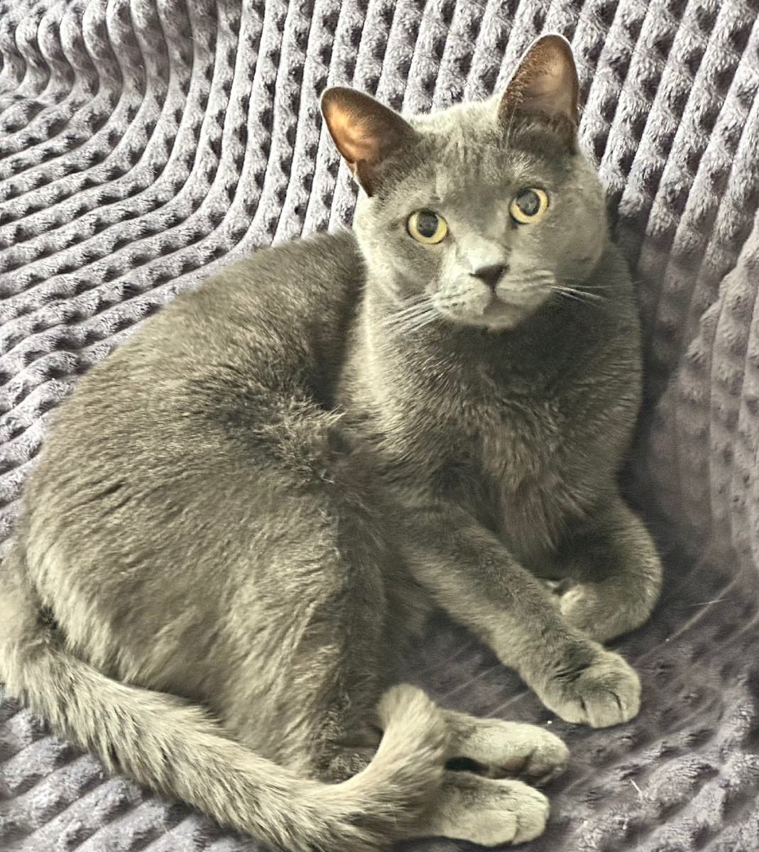 Кот Симон.