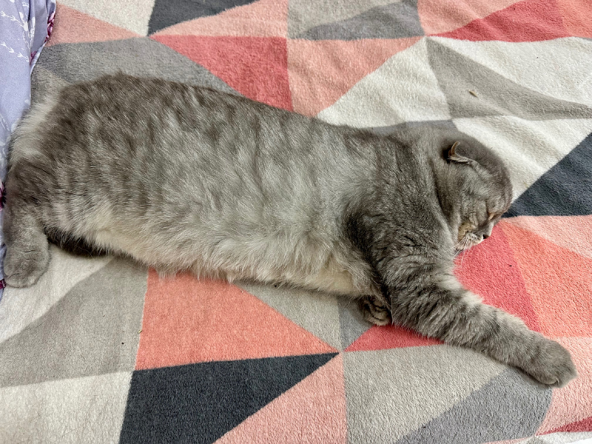Кот Тимоша спит сладко.