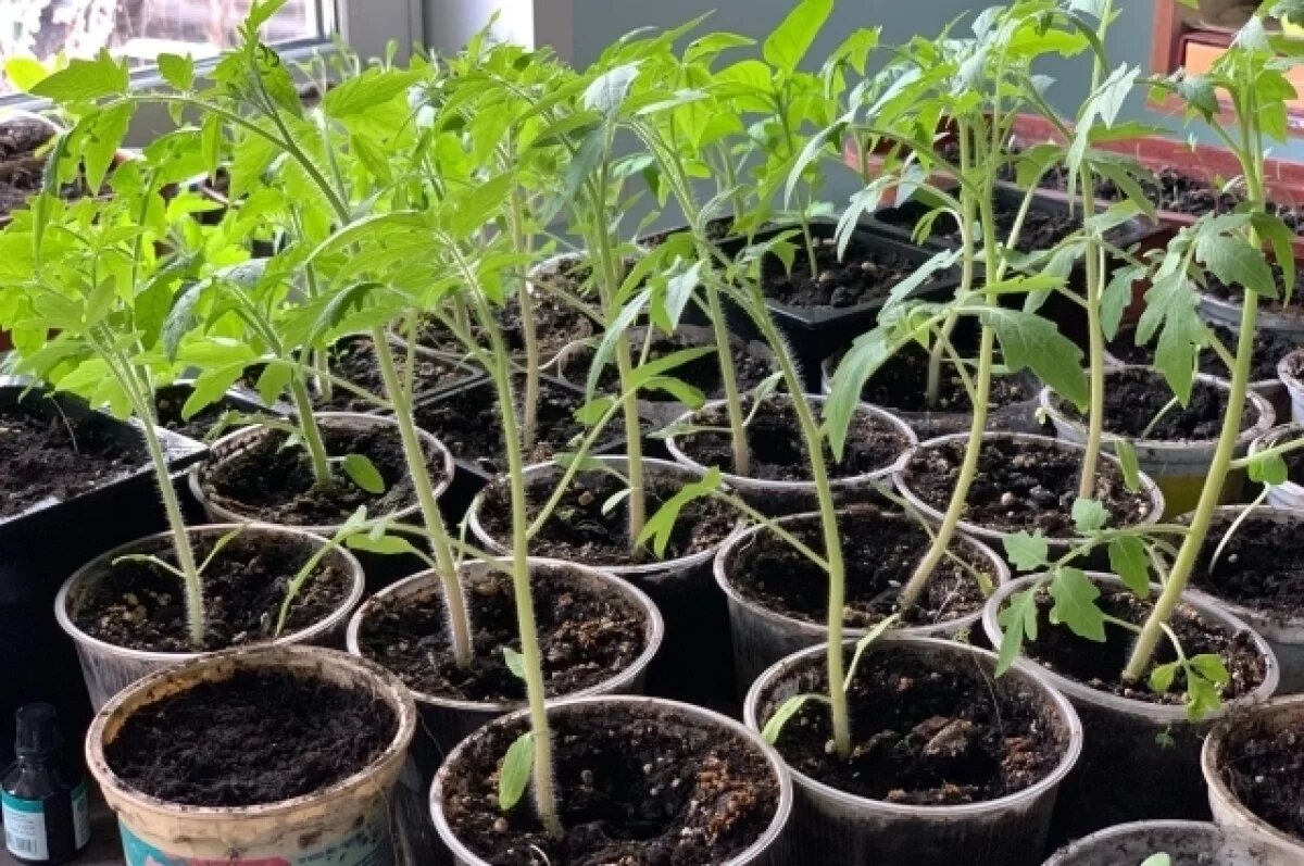    Тюменской садовод рассказала о микроэлементах, которые нужны растениям