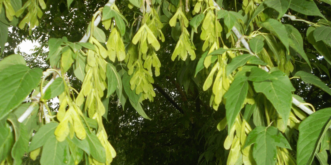 В России подняли штрафы за американский клен на дачах до 700 тысяч рублей