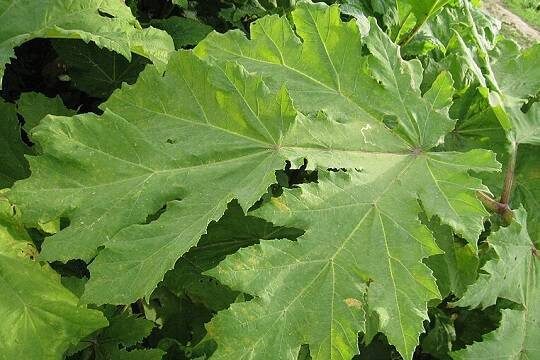    Россиян обязали бороться с борщевиком на своих участках под угрозой крупных штрафов (фото: Wikimedia Commons / Ummagumma)
