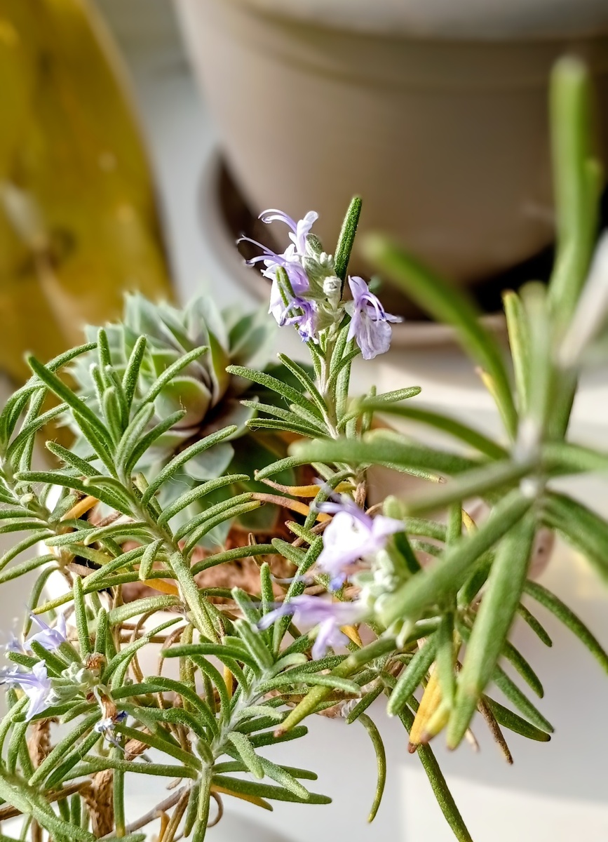 Вот так цветёт розмарин