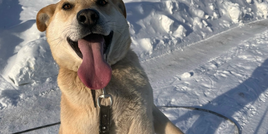Этот пёс носит звучное имя Гром, а раньше был так и вовсе Зевсом