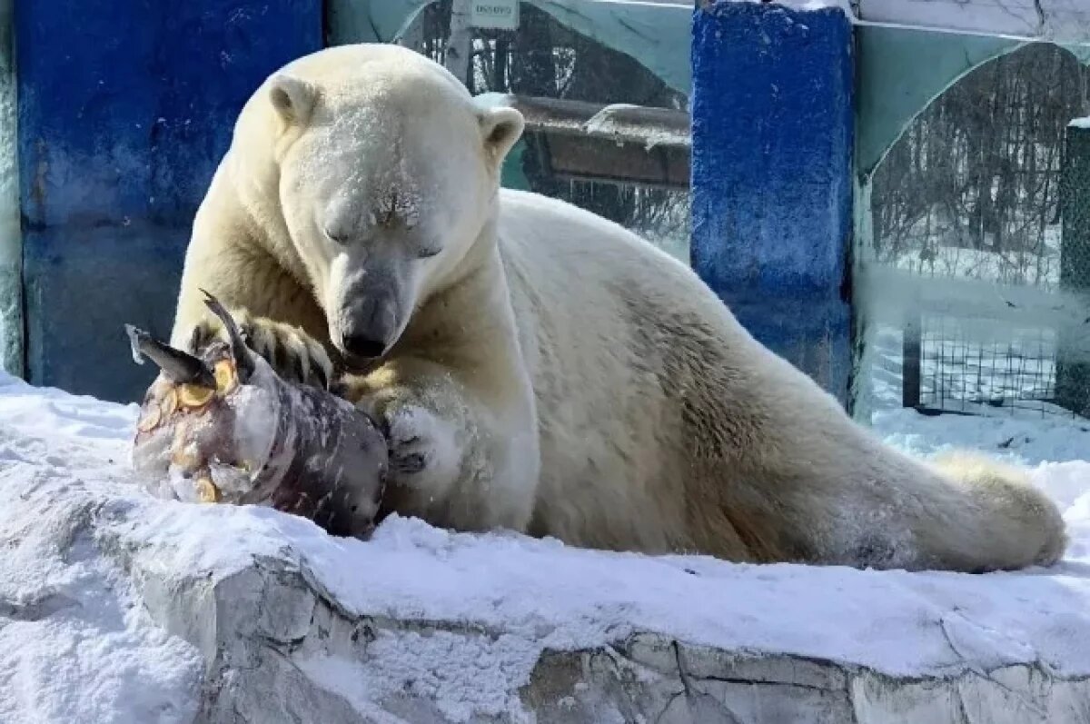    В Хабаровском крае Алмаз устроил ледяное шоу в День белого медведя
