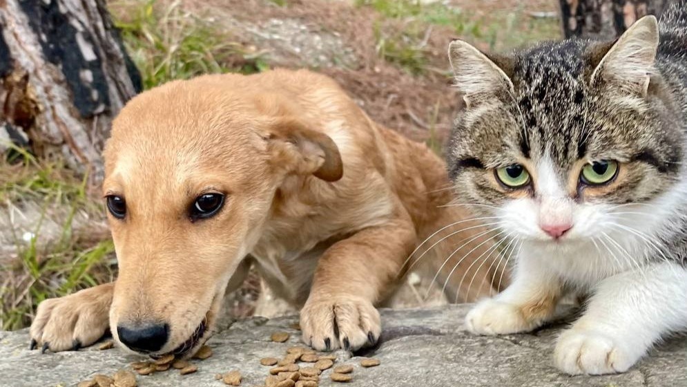    Фото с сайта t.me/zoogel