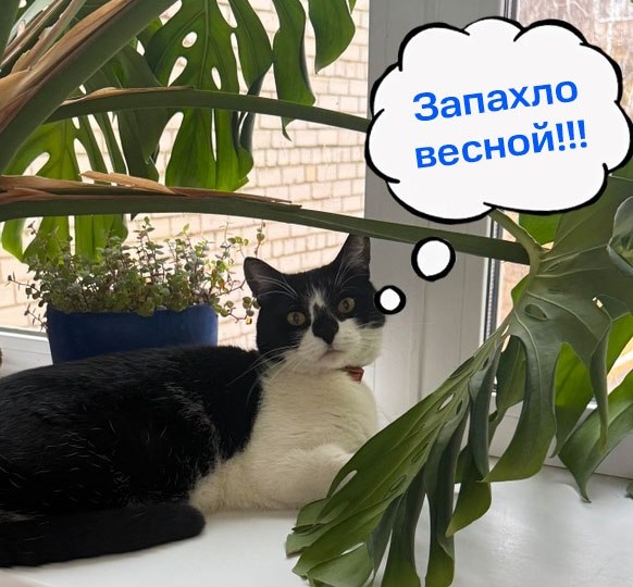 🌷 С первым днём весны, Тольяттинский государственный университет