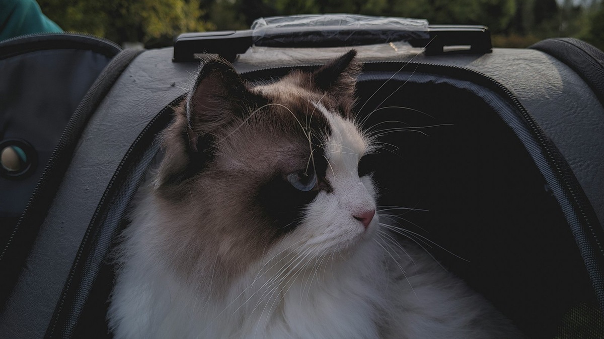    География поездок животных охватывает как Дальний Восток, так и центральные города России