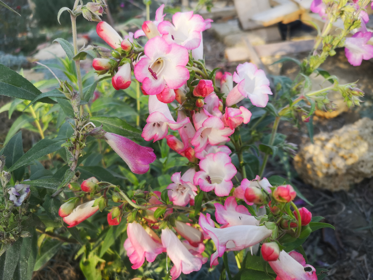 Пенстемон - мое открытие сезона 2025. Просто для картинки