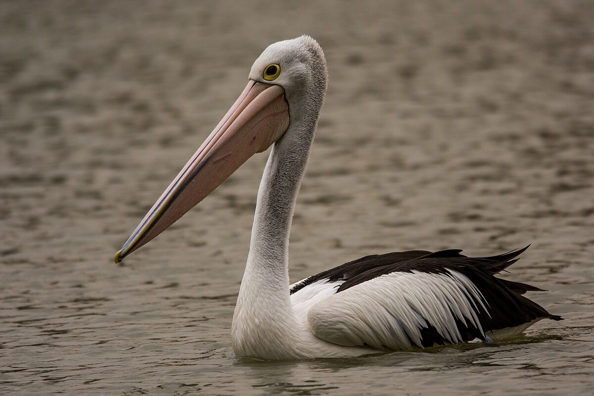 Фото с сайта: https://commons.wikimedia.org/wiki/File:Australian_Pelican_4.jpg
