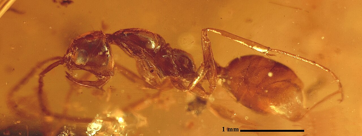 Haidomyrmex zigrasi, типовый представитель аидомирмецид