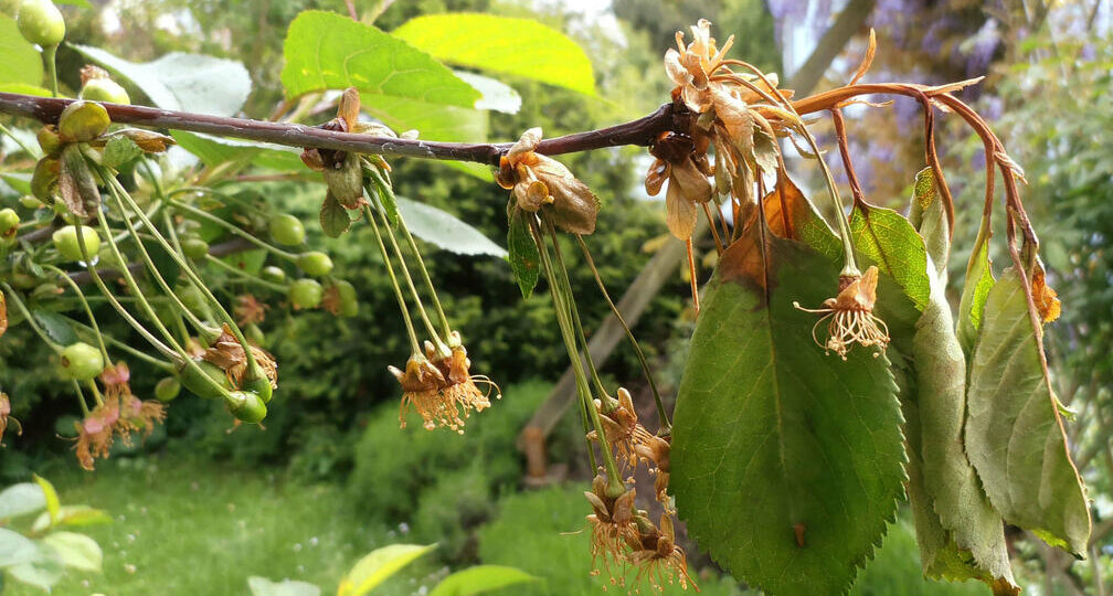 Монилиоз: почему ждать цветения — значит потерять урожай? (И как одним заходом закрыть болезнь и вредителей)