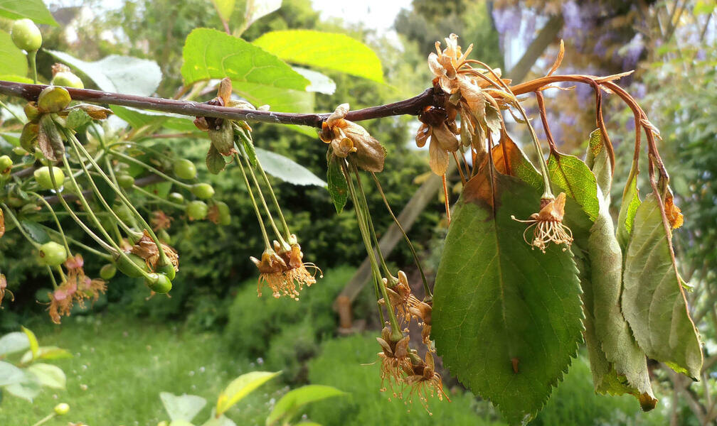 Монилиальный ожог. Фото:: https://www.mein-schoener-garten.de/gartenpraxis/pflanzenschutz/monilia-krankheit-spitzenduerre-bekaempfen-6256