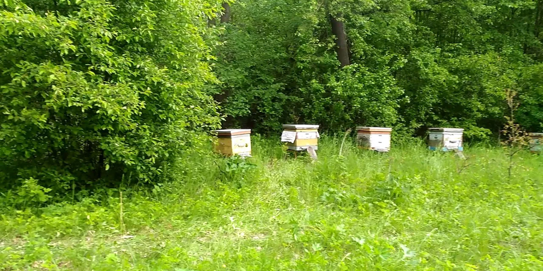 Главная весенняя ревизия что нужно делать пчеловоду