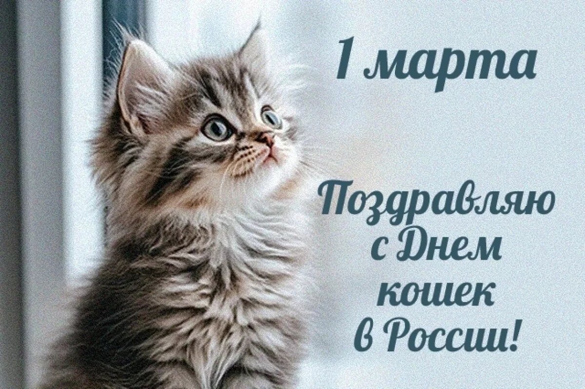    В День кошек жители Чувашии делятся фото своих питомцев