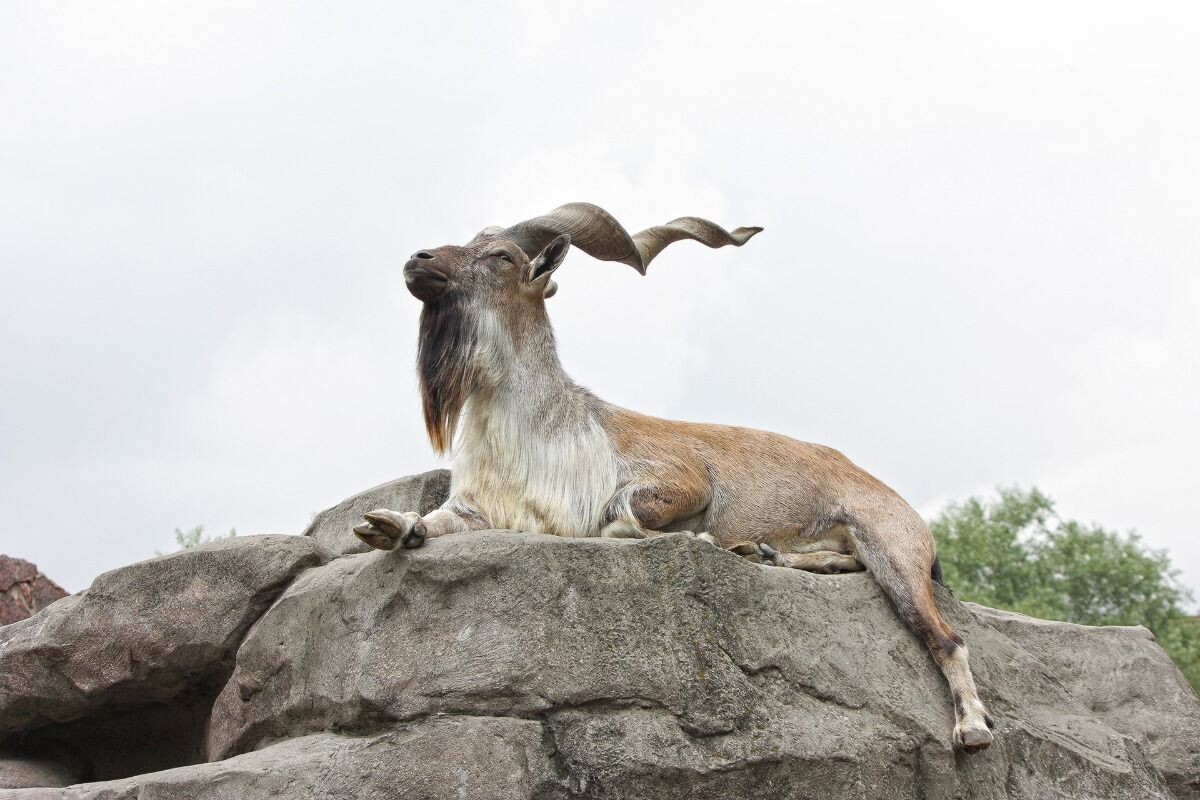 Фото с сайта: https://nl.pinterest.com/pin/474215035782045112/