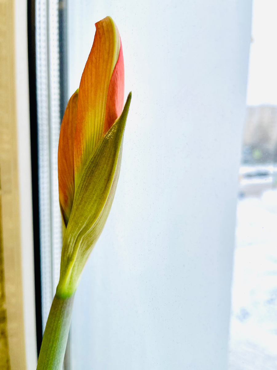 Большая цель распускается как цветок 