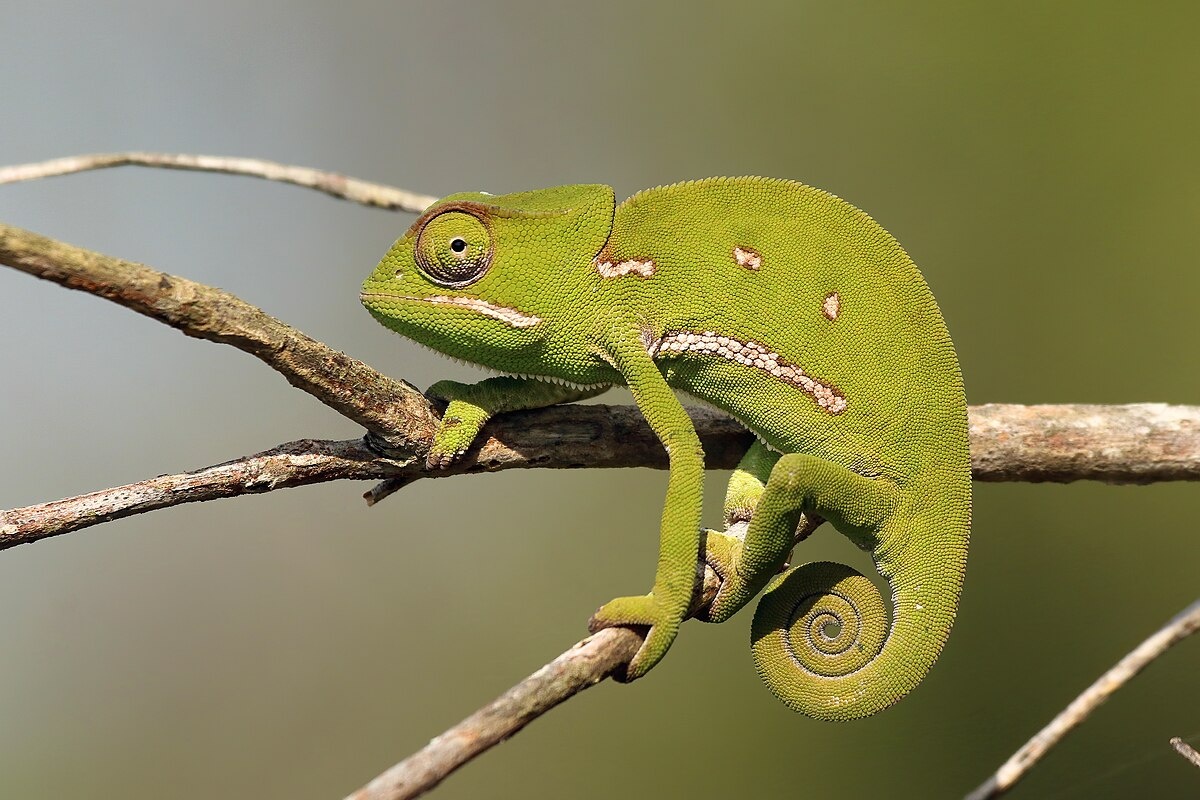 Фото с сайта: https://commons.wikimedia.org/wiki/File:Flap-necked_chameleon_(Chamaeleo_dilepis)_female.jpg