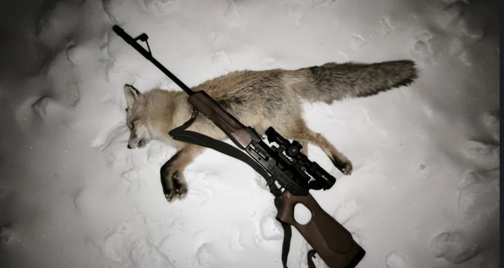 Охота на лису - 27 февраля Омская область дистанция 180 метров Калибр 308 Вепрь карабин Оптика Аркон кратность 1-10 линза 24