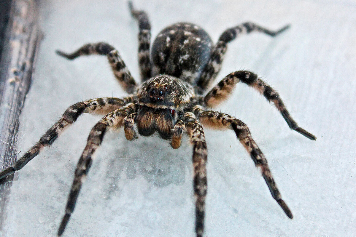 Фото с сайта: https://www.moscownews.net/news/274230221/russias-largest-spider-the-south-russian-tarantula