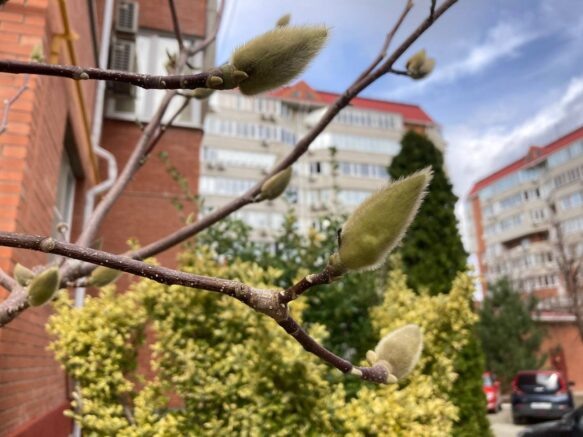    Фото: Югополис