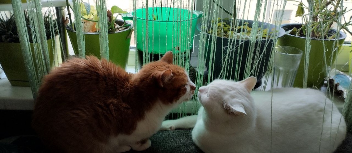 Друзья навек.