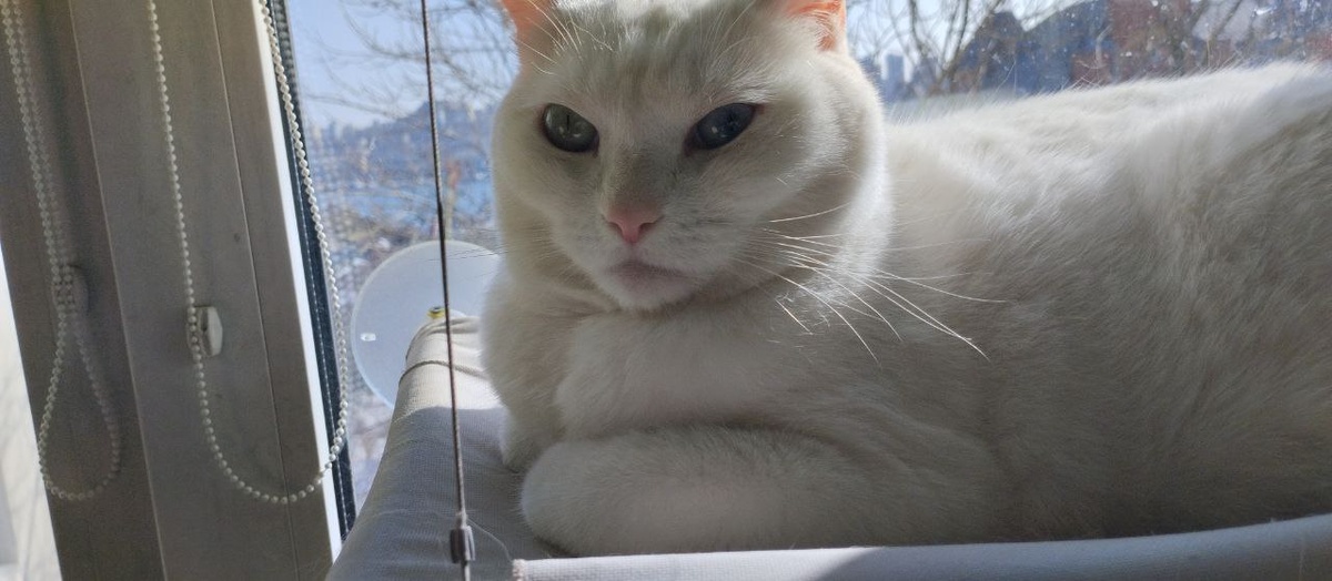 Хорошо на подоконнике)