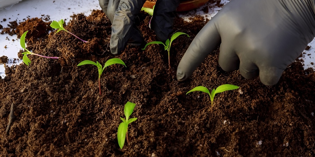 Секрет крепких перцев: первая подкормка после пикировки