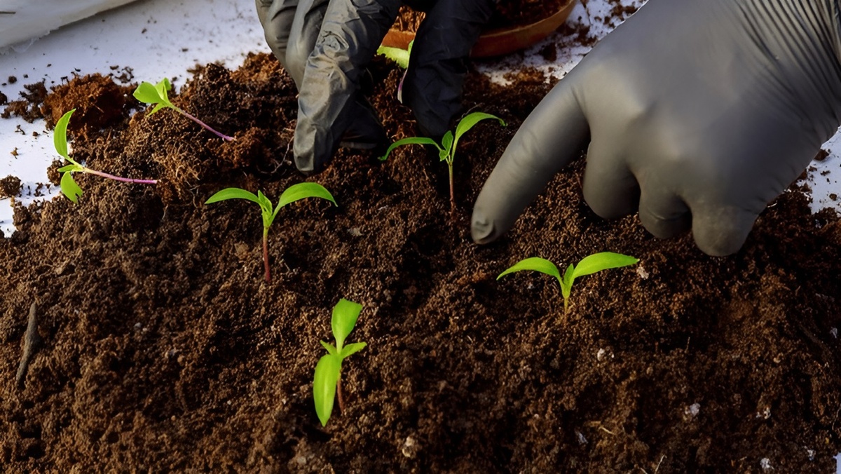 «Секрет крепких перцев: правильная первая подкормка после пикировки» Первая подкормка перцев после пикировки: полезные советы для садоводов.