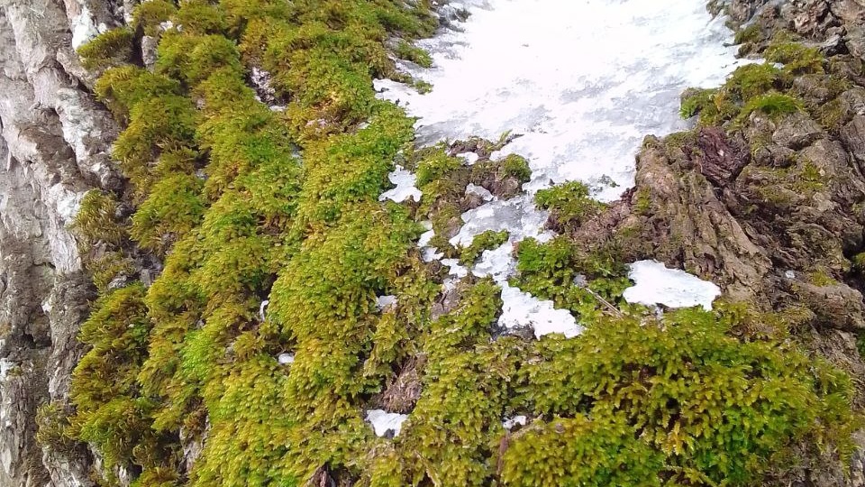 Мох на деревьях: природная красота