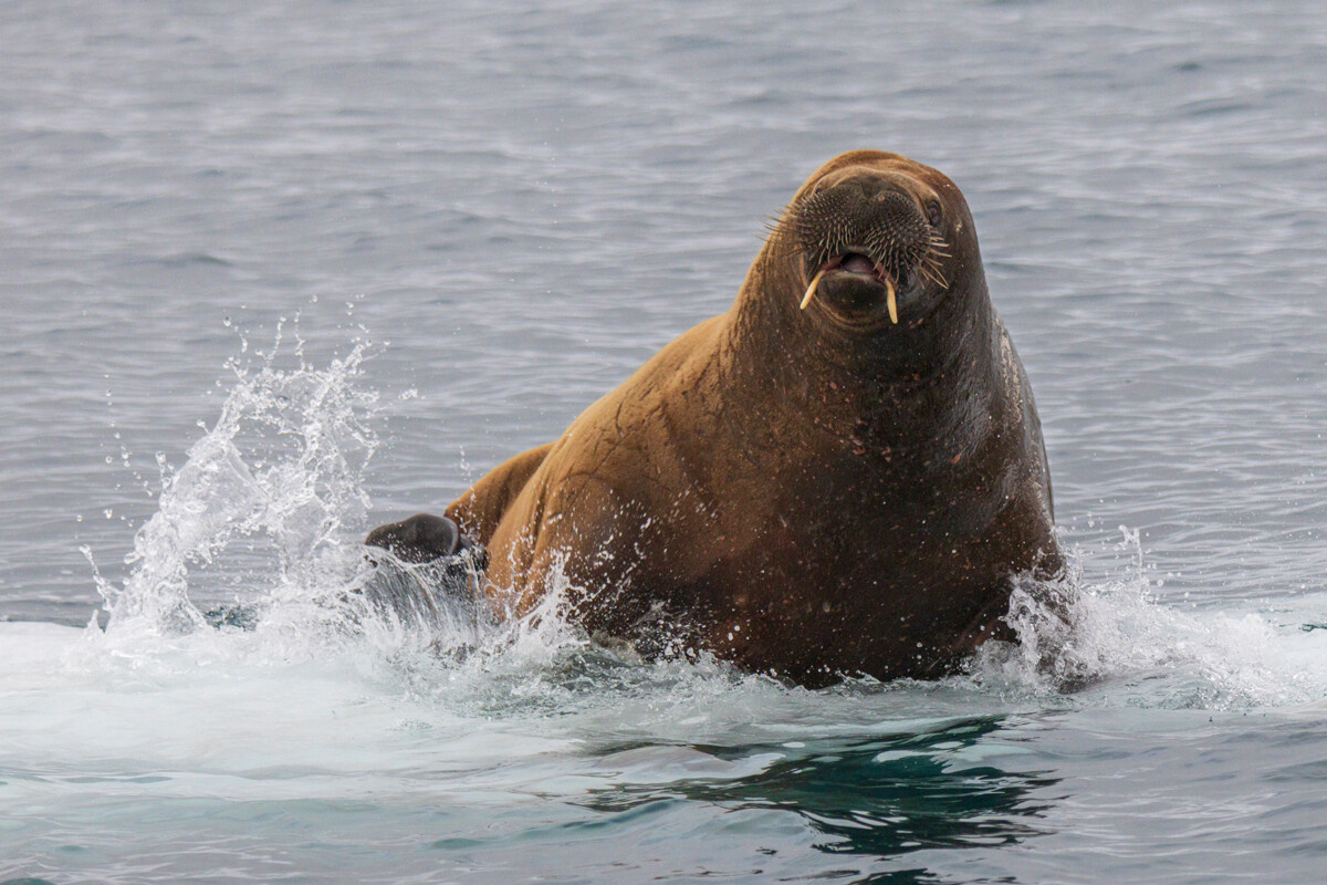 Фото с сайта: https://bg.rbth.com/travel/340012-zemya-frantz-yosif