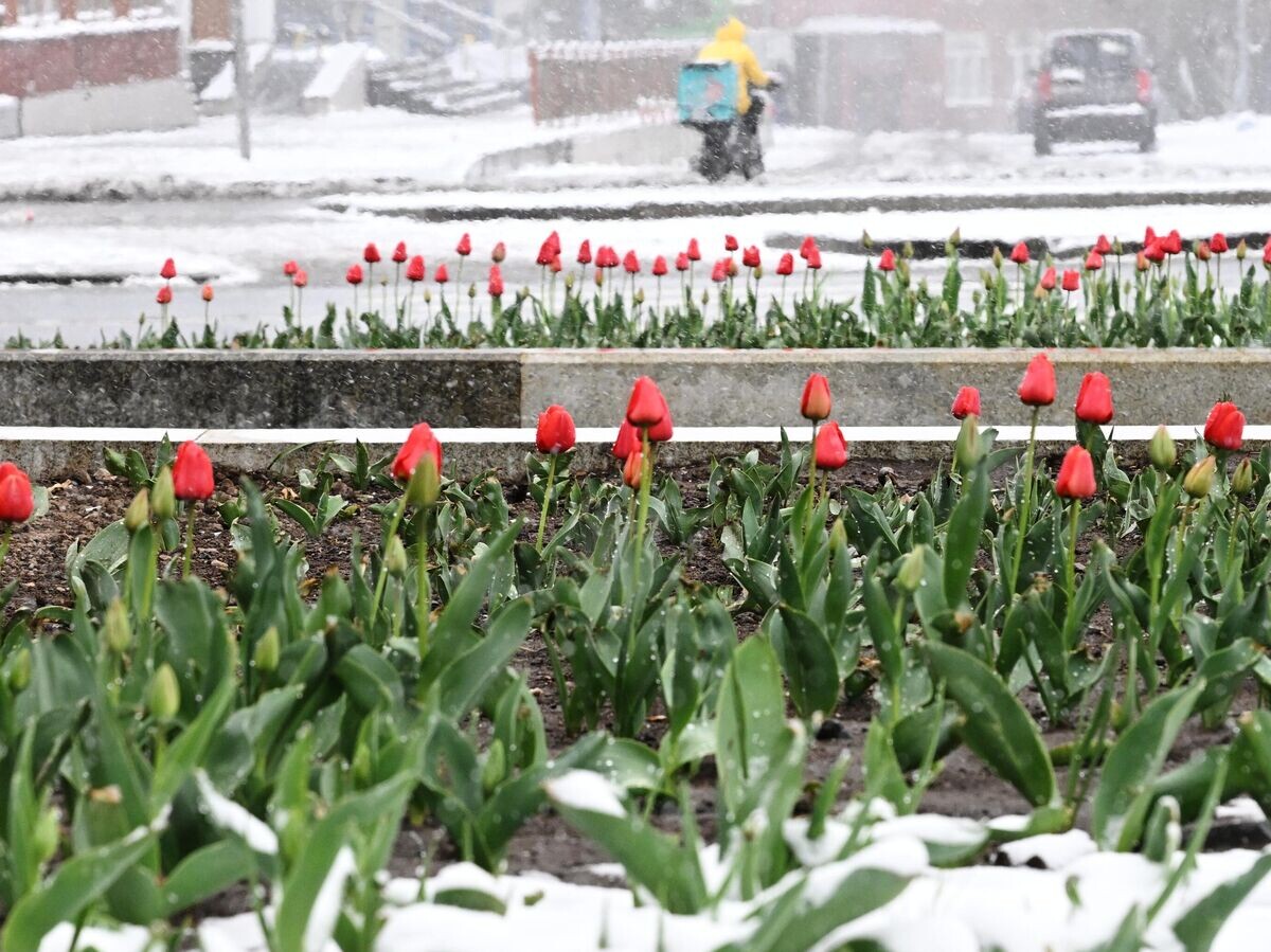    Заснеженные клумбы тюльпанов в Москве | © РИА Новости / Михаил Воскресенский