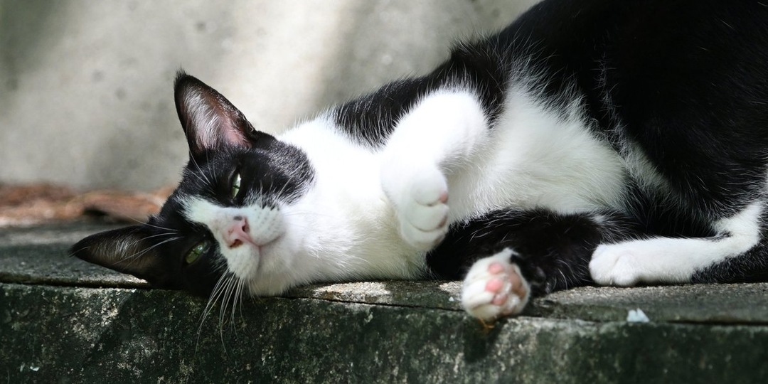 Обрести дом после бури: кошка Юшка ищет семью