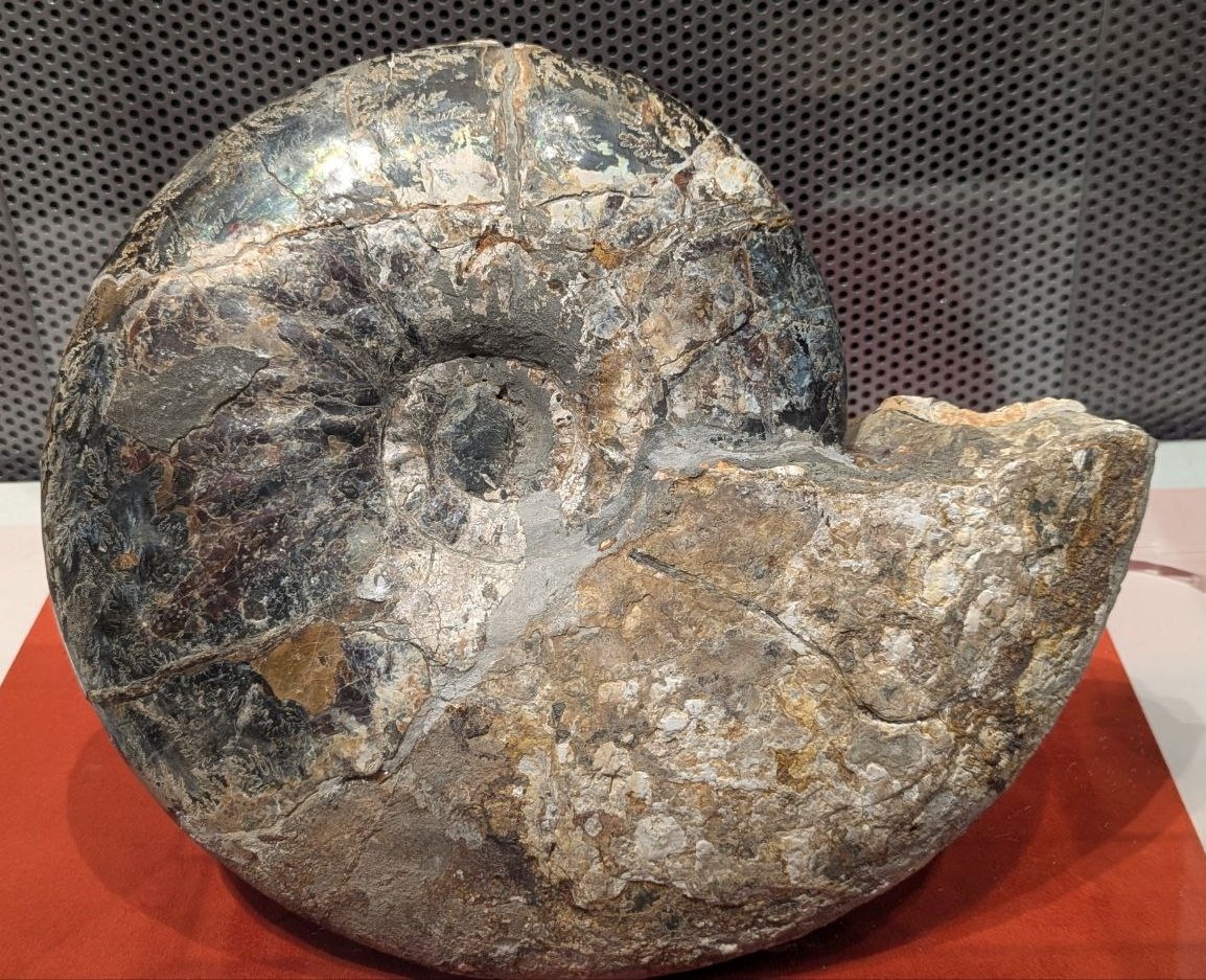 Аммонит. Фото моё.