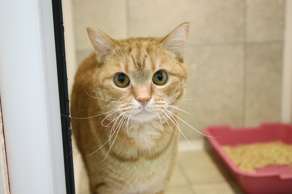 Из замученного комочка боли он превратился в невероятно контактного, нежного и ласкового рыжика, который просто обожает внимание человека.