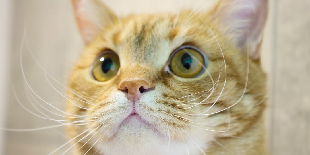 Он потерял хвост, но не веру в вас. Герой Форд ищет дом!