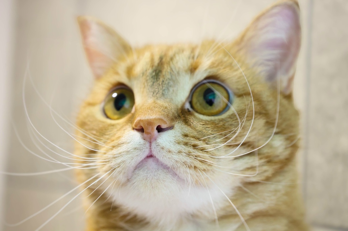 Форд обожает поглаживания и в ответ будет мурчать вам без остановки, как маленький благодарный трактор.