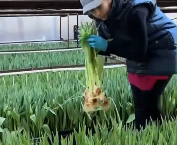    Около 20 млн цветов вырастили в Оренбуржье к 8 Марта