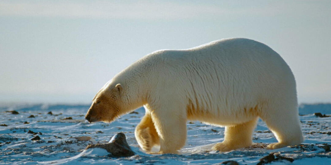 «Наш бурый медведь — это сверхзверь»