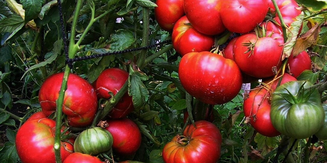 Секреты сладких томатов: что кладу в лунку и чем кормлю всё лето
