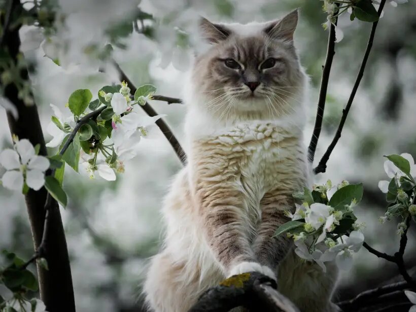  В России День кошек ежегодно отмечают 1 марта   © РИА Новости. Владимир Сергеев