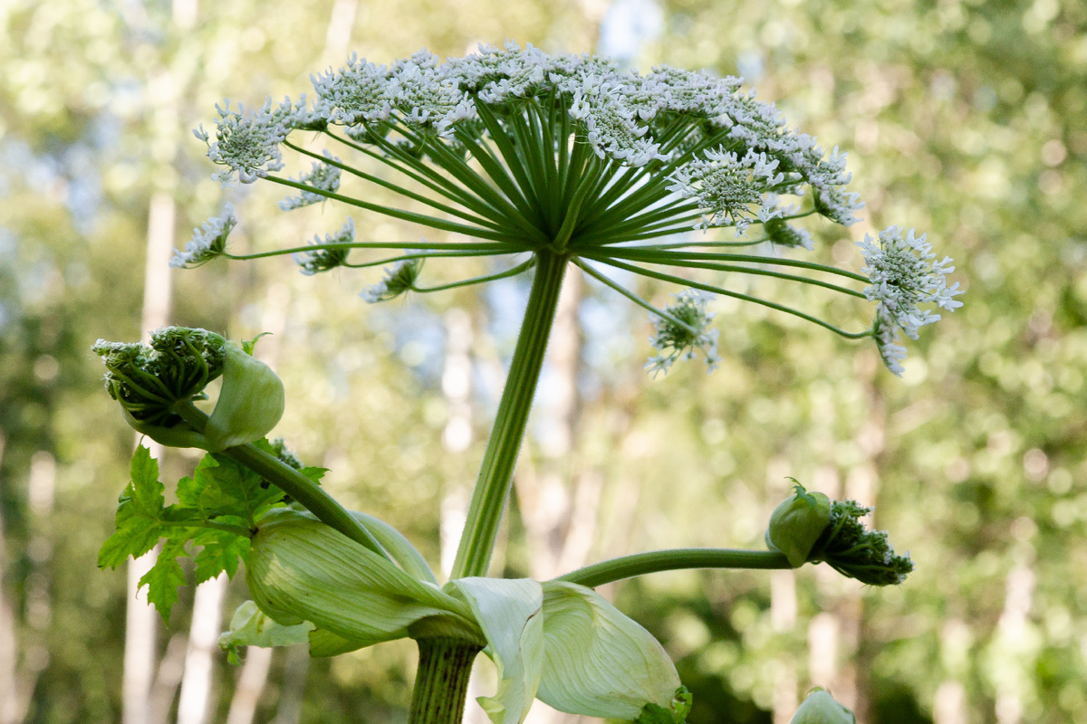 Heracleum Sosnowskyi - борщевик Сосновского