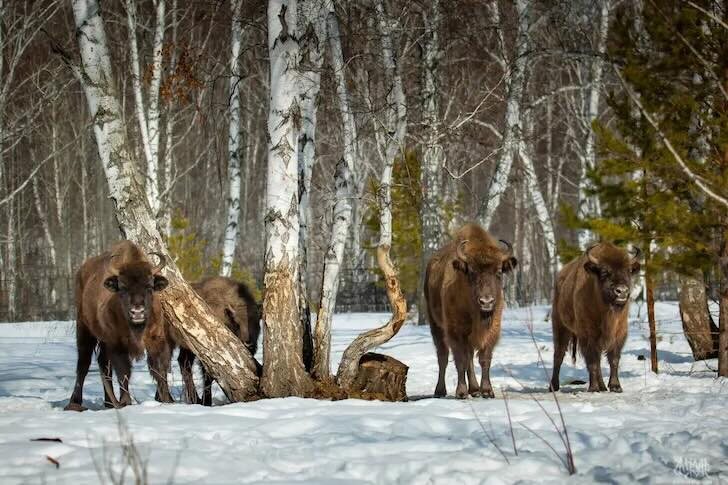    Фото: тг-канал Радия Хабирова
