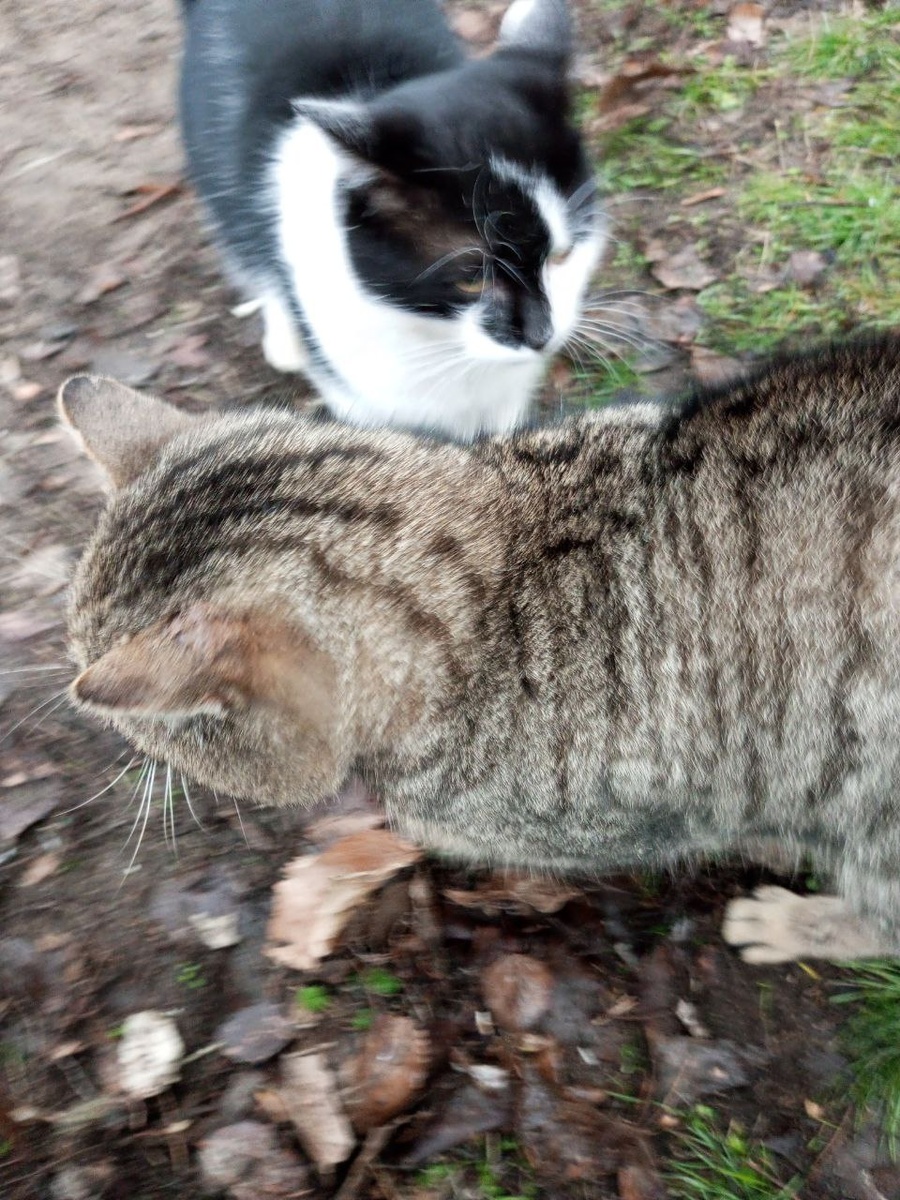 Соник Мурзику в отцы годится